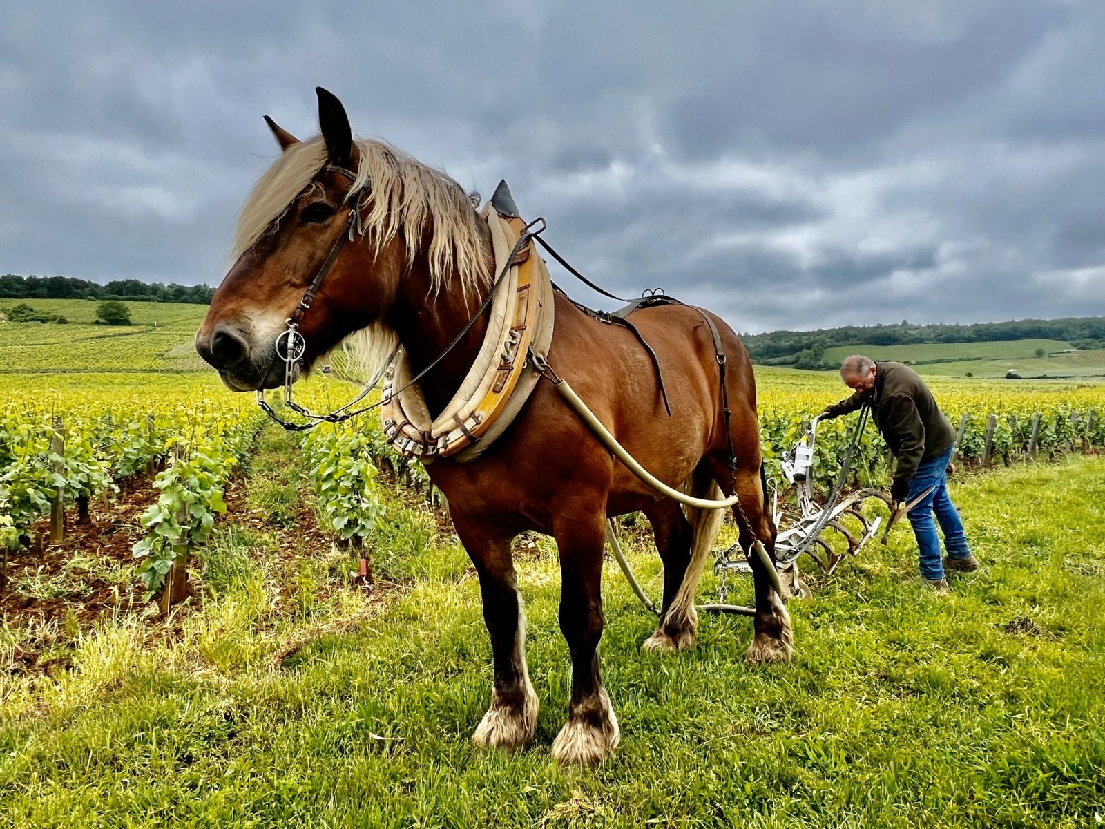 Cheval dans les vignes