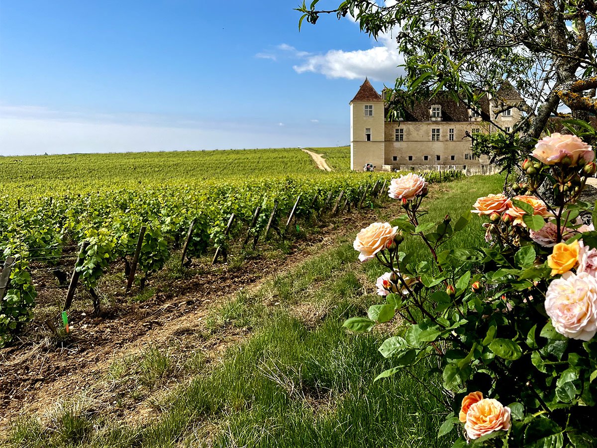 Vignobles et domaines emblématiques